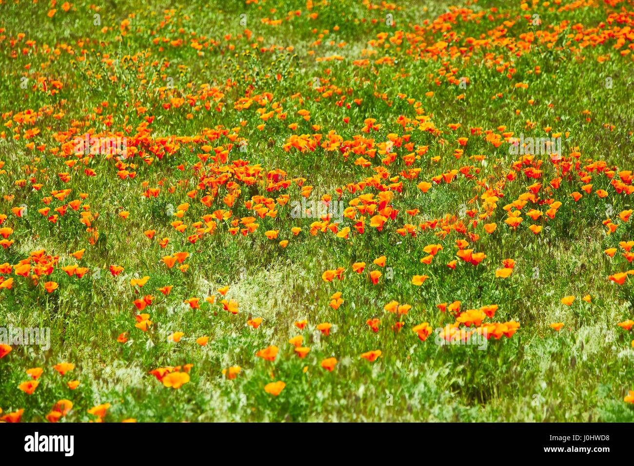 Felder der kalifornische Mohn während der Spitzenzeiten blühende Zeit, Antelope Valley California Poppy Reserve Stockfoto