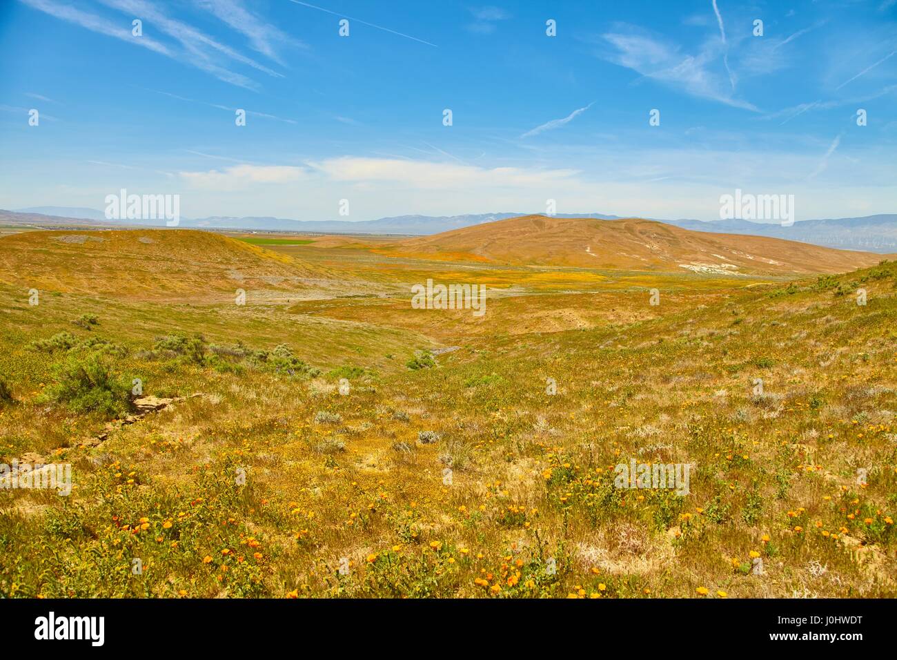 Felder der kalifornische Mohn während der Spitzenzeiten blühende Zeit, Antelope Valley California Poppy Reserve Stockfoto