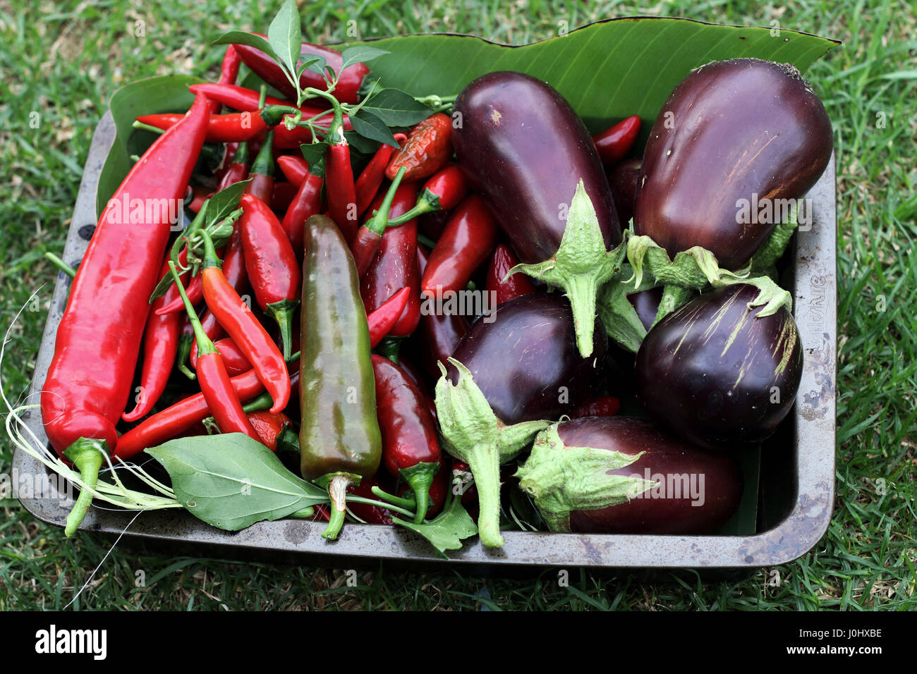 Frisch gepflückt, homegrown Black Beauty Auberginen und chilis Stockfoto