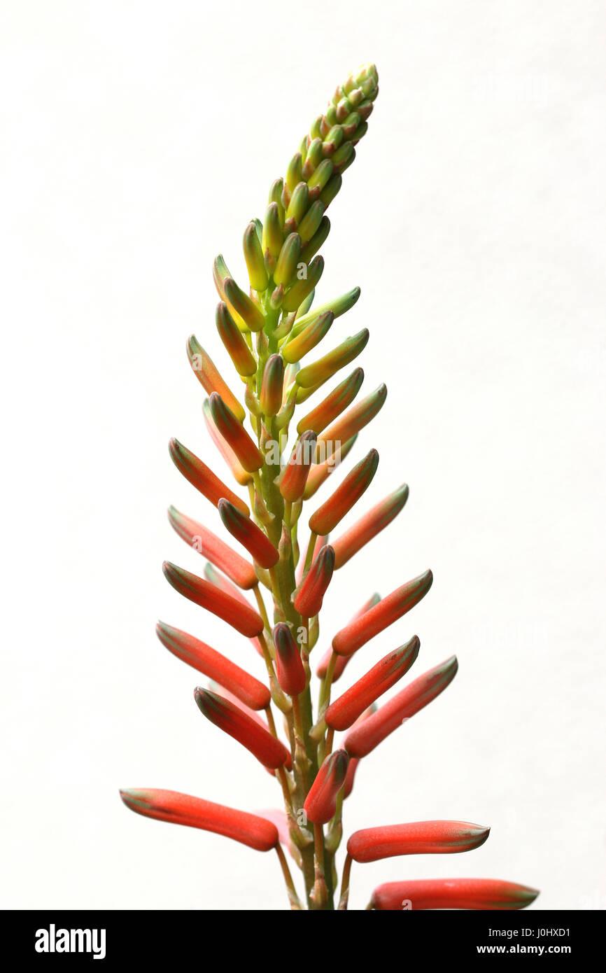 Nahaufnahme von Aloevera Blumen isoliert gegen hellen Hintergrund Stockfoto