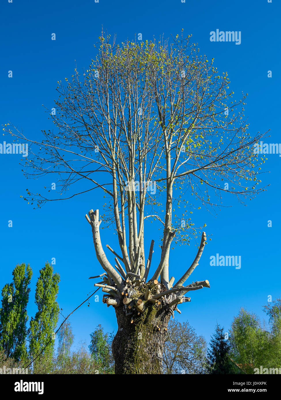 Schlecht beschnittene ausgewachsenen Baum. Stockfoto