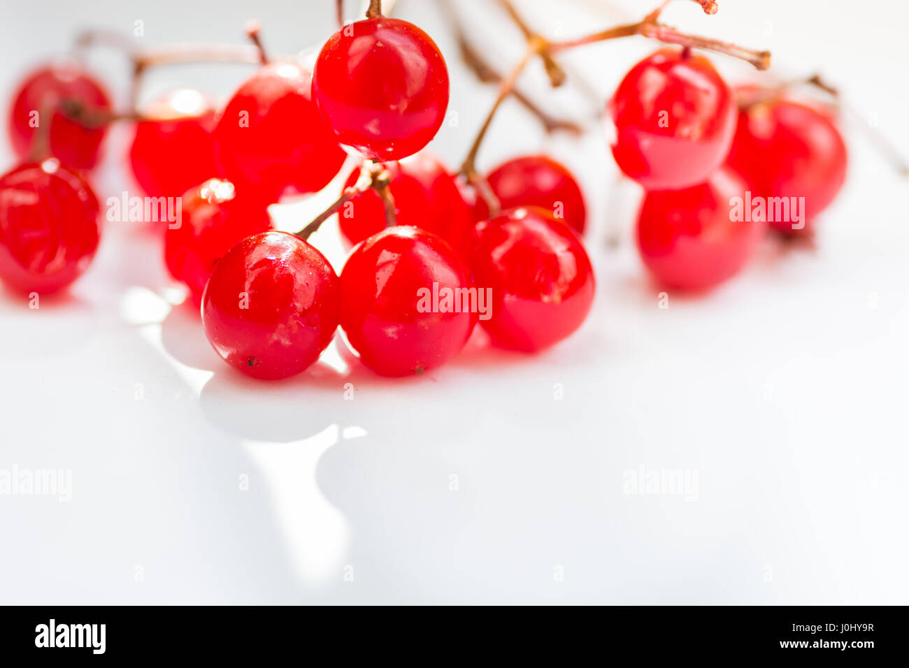 Reihe von pulsierenden roten Guelder-Rose Beeren auf weißem Hintergrund, Flecken Sonnenlicht, saubere minimalistisch gestalteten Bild, Exemplar Stockfoto