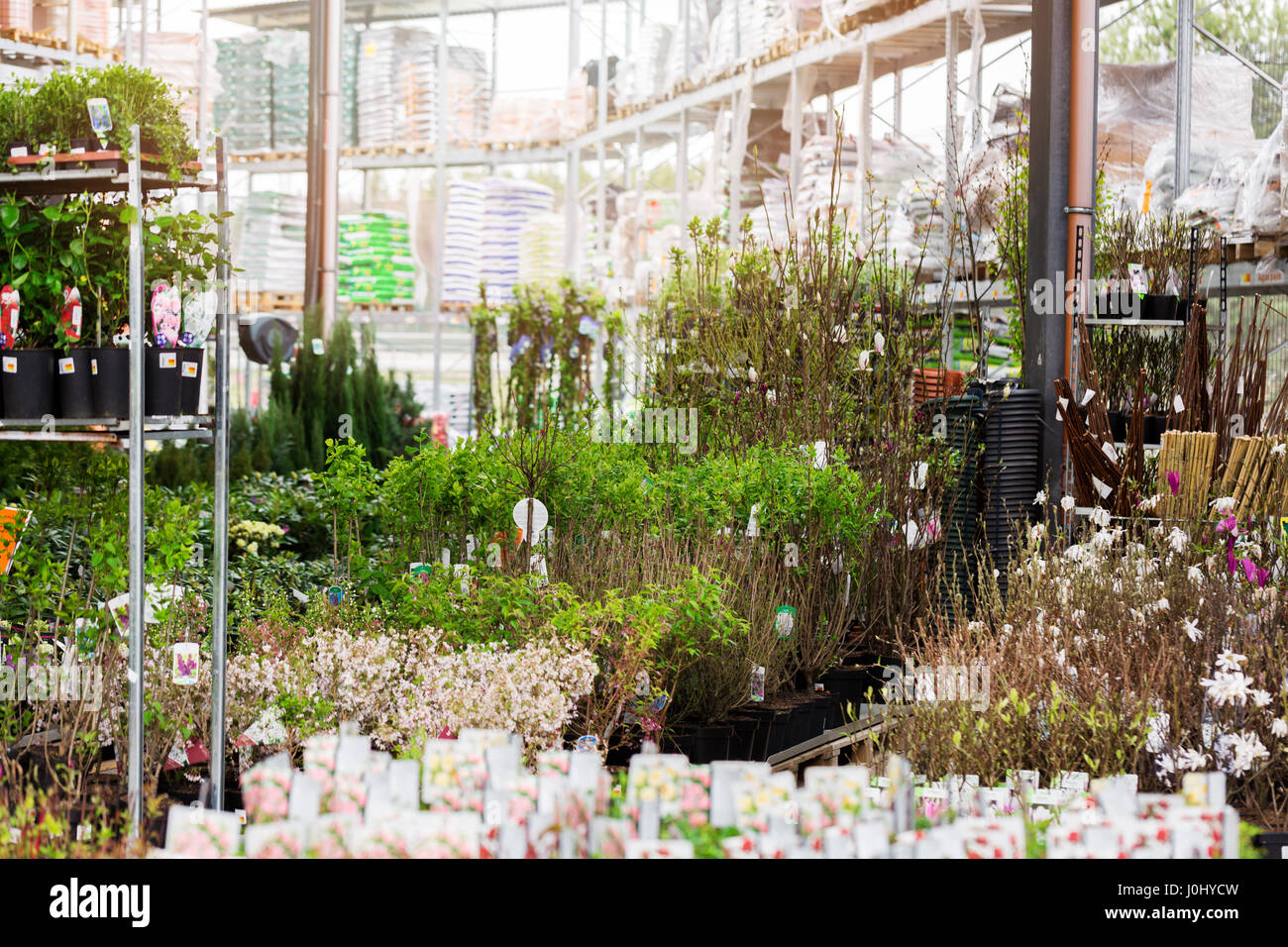 Zierpflanzen in Gartenarbeit Supermarkt zu verkaufen Stockfoto