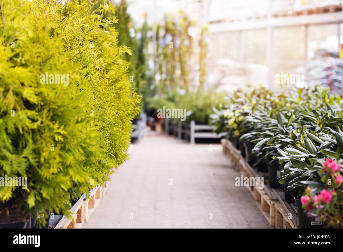 Thuja Bäumen und Rhododendren in Garten laden zu verkaufen Stockfoto