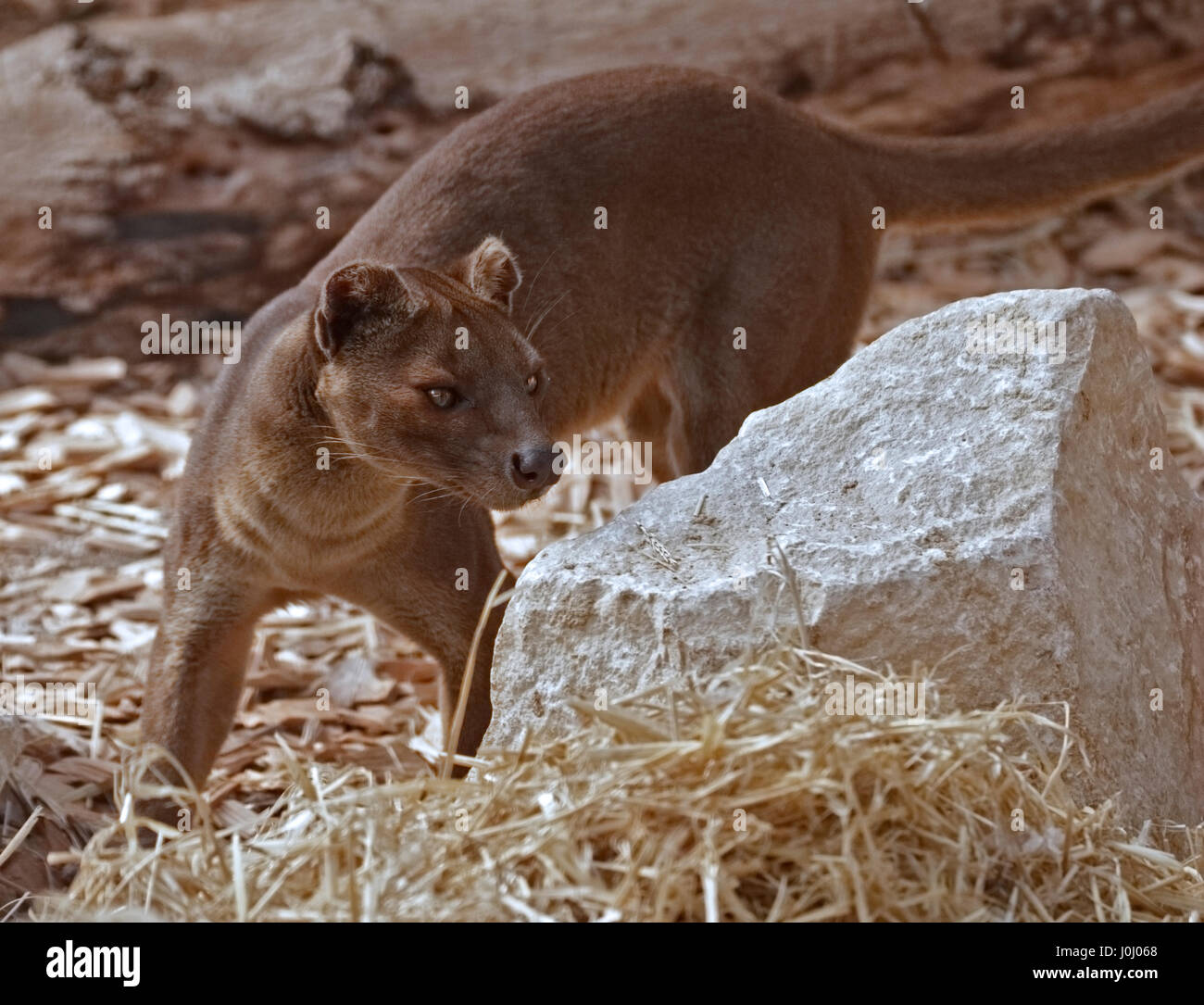 Fossa (Cryptoprocta Ferox) Stockfoto
