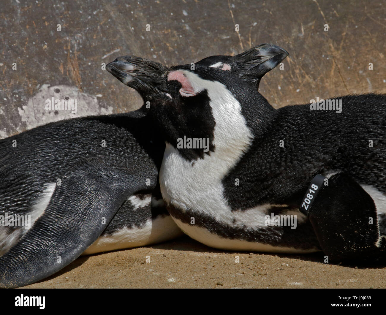 Black Footed/afrikanische Pinguine (Spheniscus Demersus) kuscheln Stockfoto