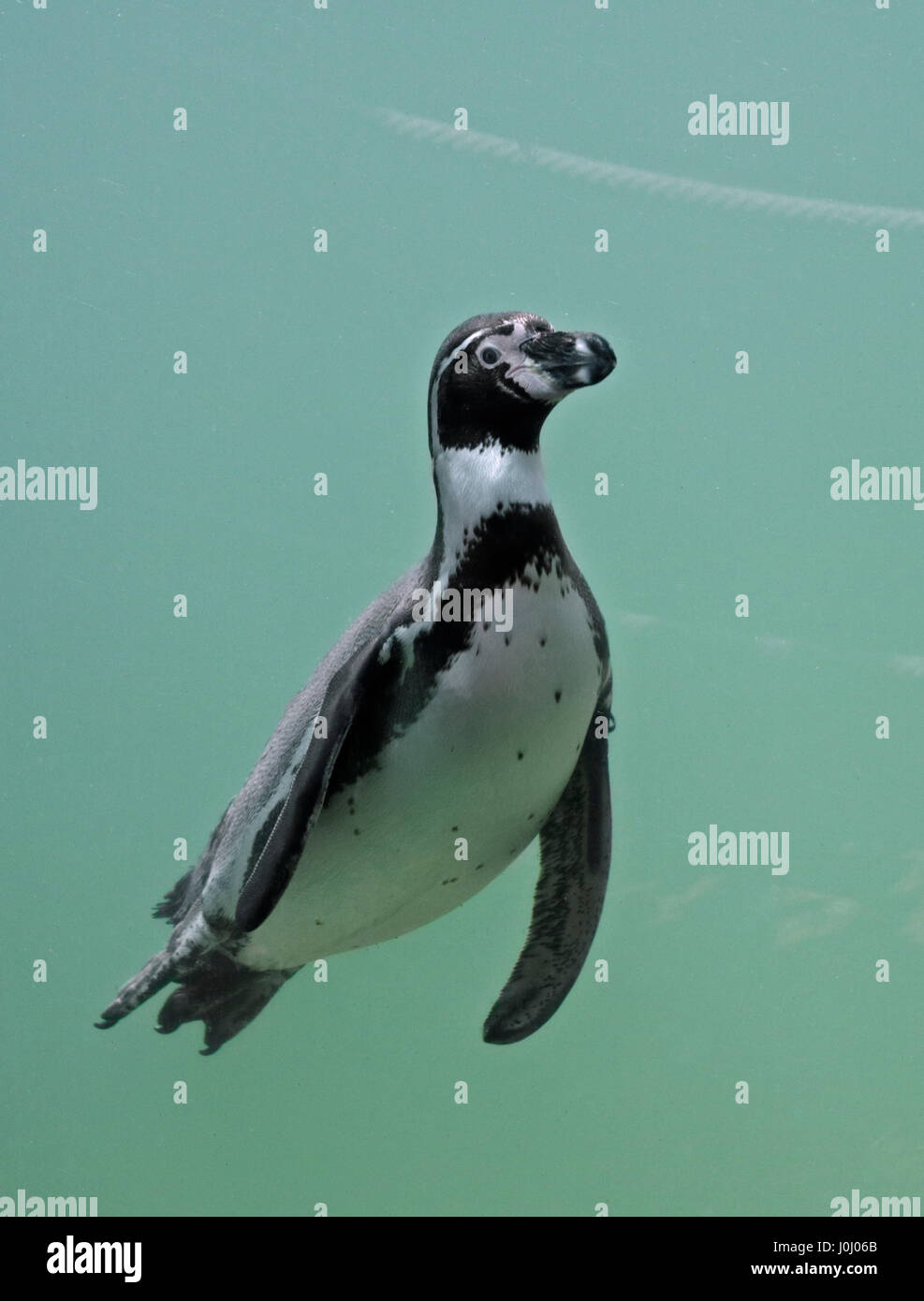 Humboldt-Pinguin (Spheniscus Humboldti) Stockfoto