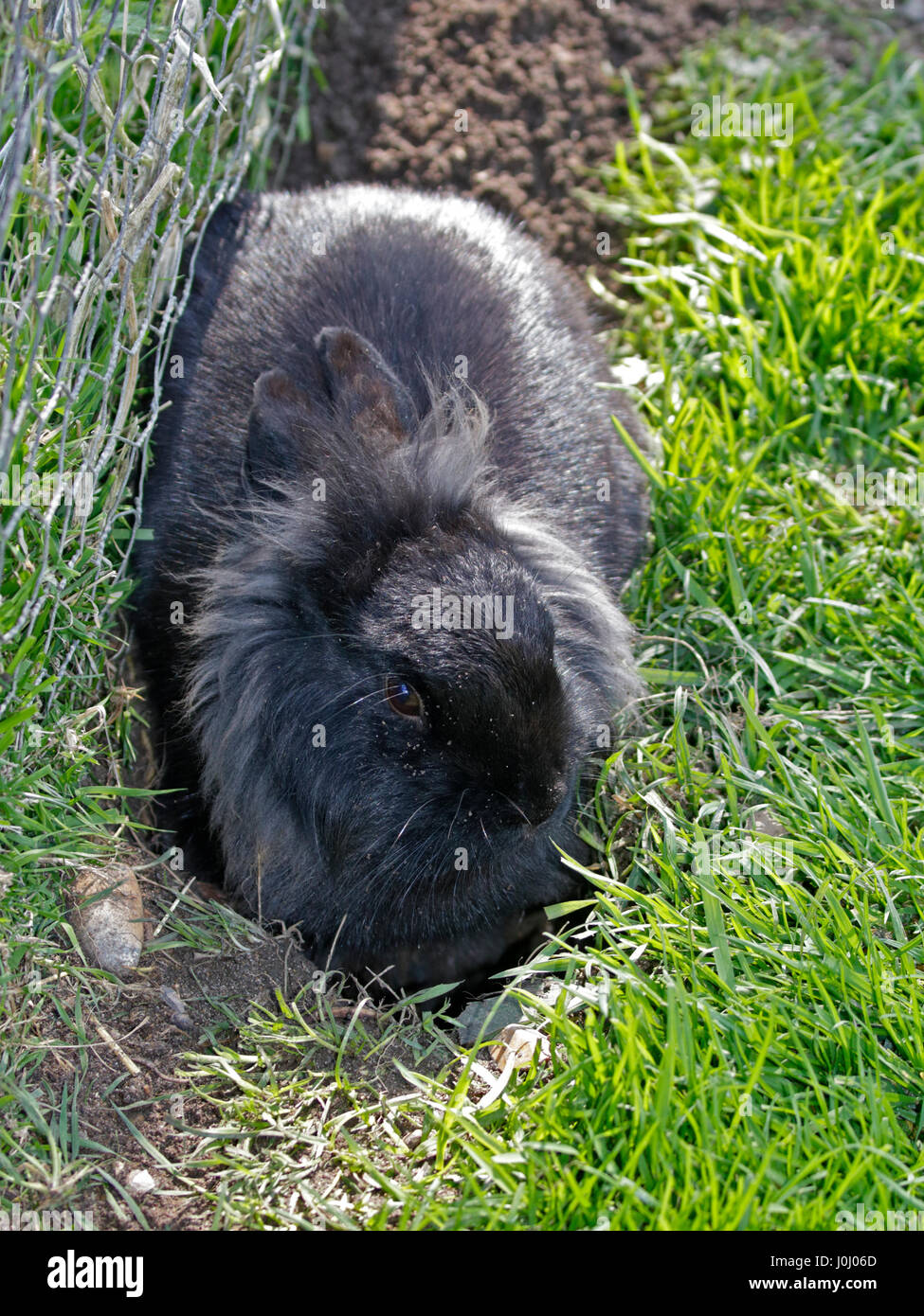 Schwarzes Löwenkopf Kaninchen mit Burrow Stockfoto