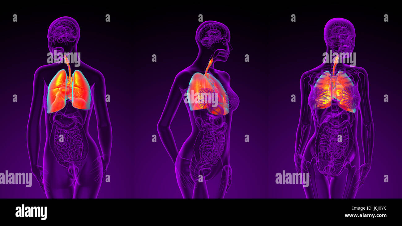 3D Rendering-Abbildung des weiblichen respiratorischen Systems Stockfoto