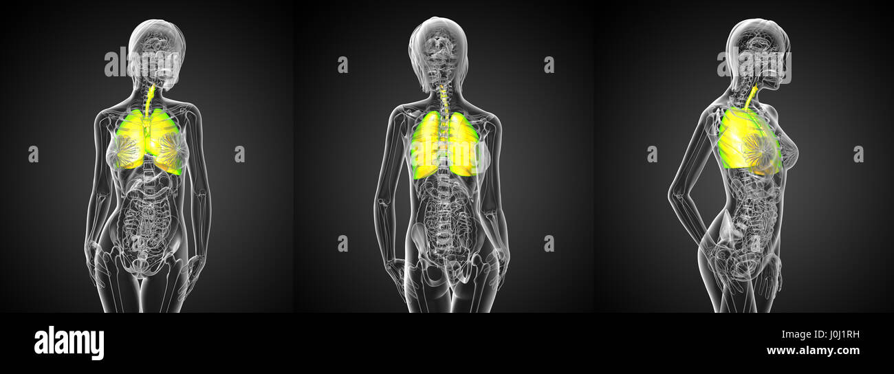 3D Rendering medizinische Illustration des respiratorischen Systems Stockfoto