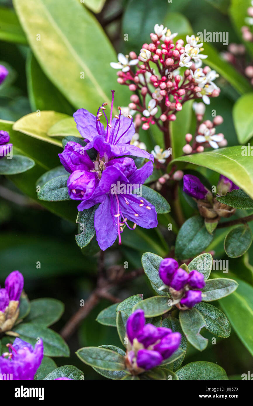 Blaue Azaela und Skimmia Japonica 'Rubella' in voller Blüte Stockfoto