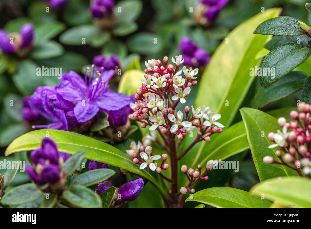 Blaue Azaela und Skimmia Japonica 'Rubella' in voller Blüte Stockfoto