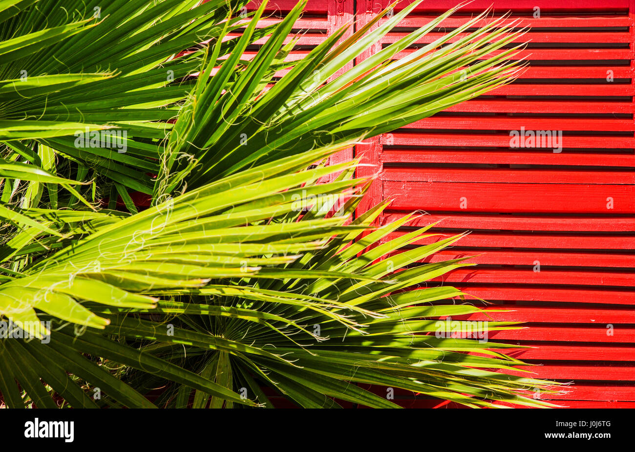 Pointe-à-Pitre Guadeloupe roten Auslöser und Palm Wedel Stockfoto