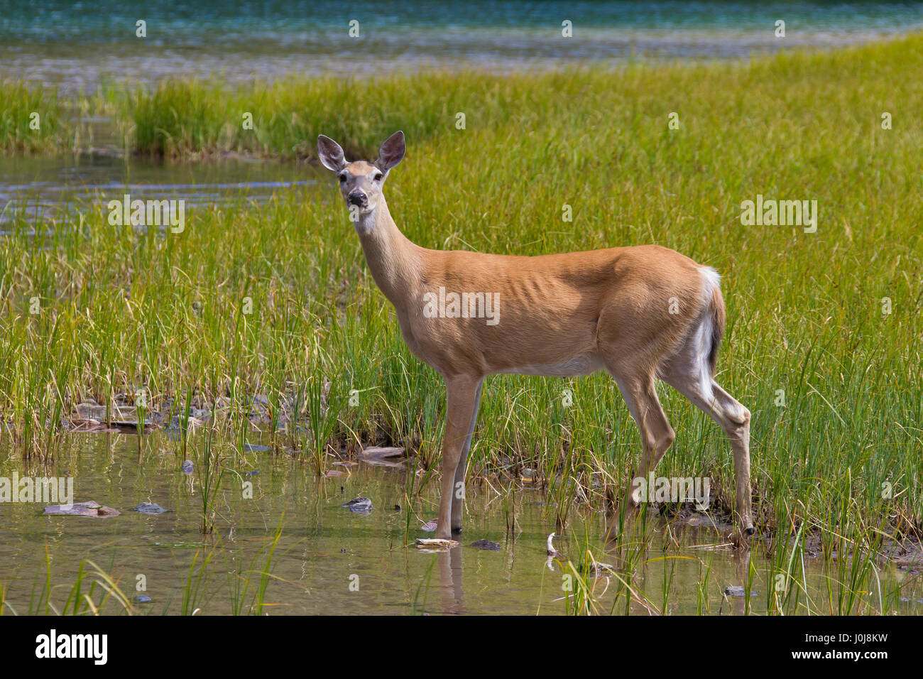Whitetail Deer / weiß - angebundene Rotwild (Odocoileus Virginianus) weiblich / Doe am Seeufer, Kanada Stockfoto