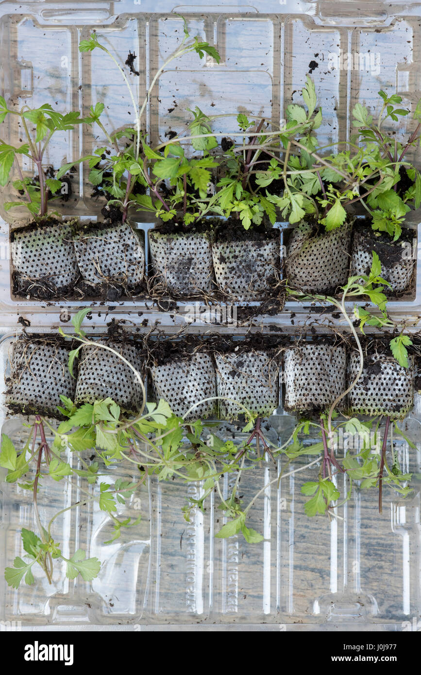 Zweizahn "BeeDance gemalt gelb" stecken in der Post gelieferte Anlagen. UK Stockfoto