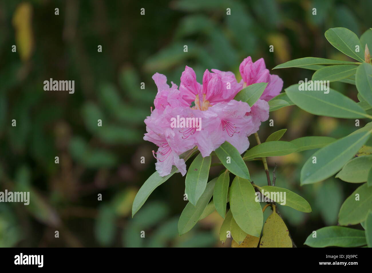 Rhododendron 'Rosa Perle' Stockfoto