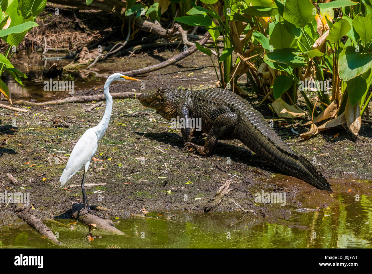 Alligator und Vogel in den Everglades in Florida Stockfoto