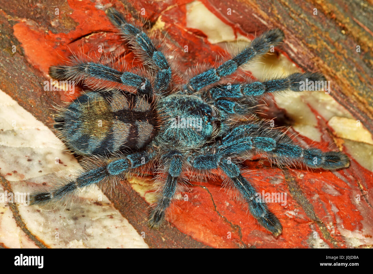 Martinique (Pinktoe Vogelspinne Avicularia Versicolor) Juvenile Stockfoto