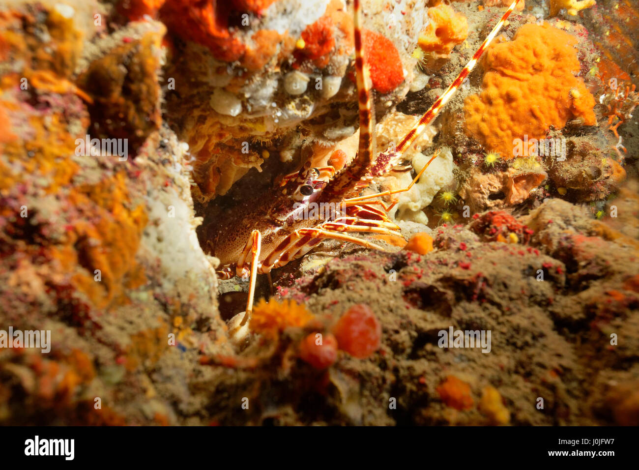 Palinurus-arten elephas, rote Languste aus Naturpark Telašćica Stockfoto