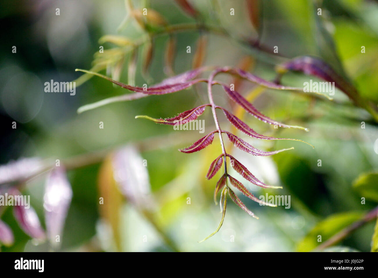 Frische Stockfoto