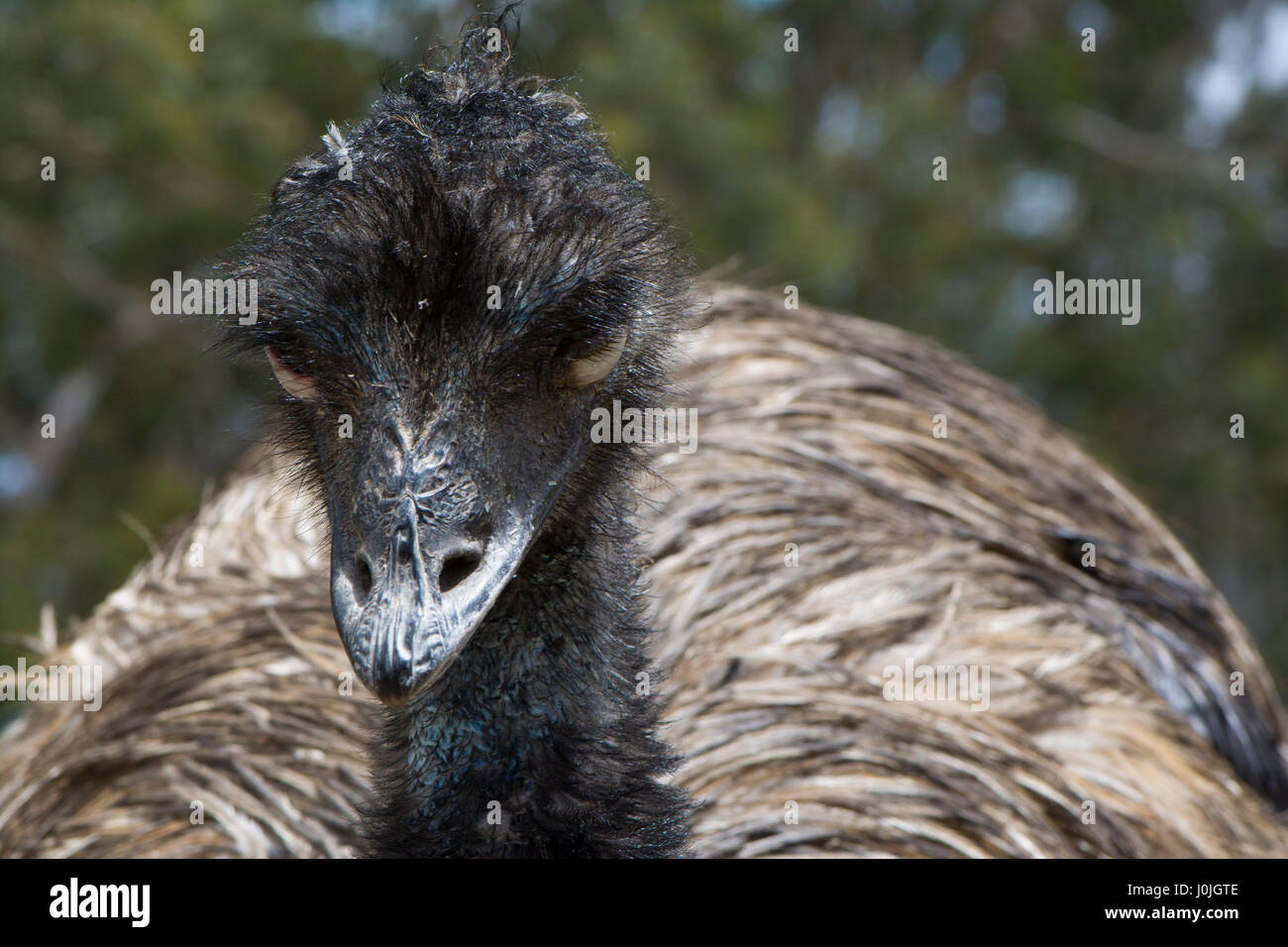 Eine ruhende Emu (Dromaius Novaehollandiae) mit seinen Augen geschlossen, zeigen die weißen scaley Augenlider. Sehr geringer Tiefe verwendet, mit Schwerpunkt nur auf den Vogel Stockfoto