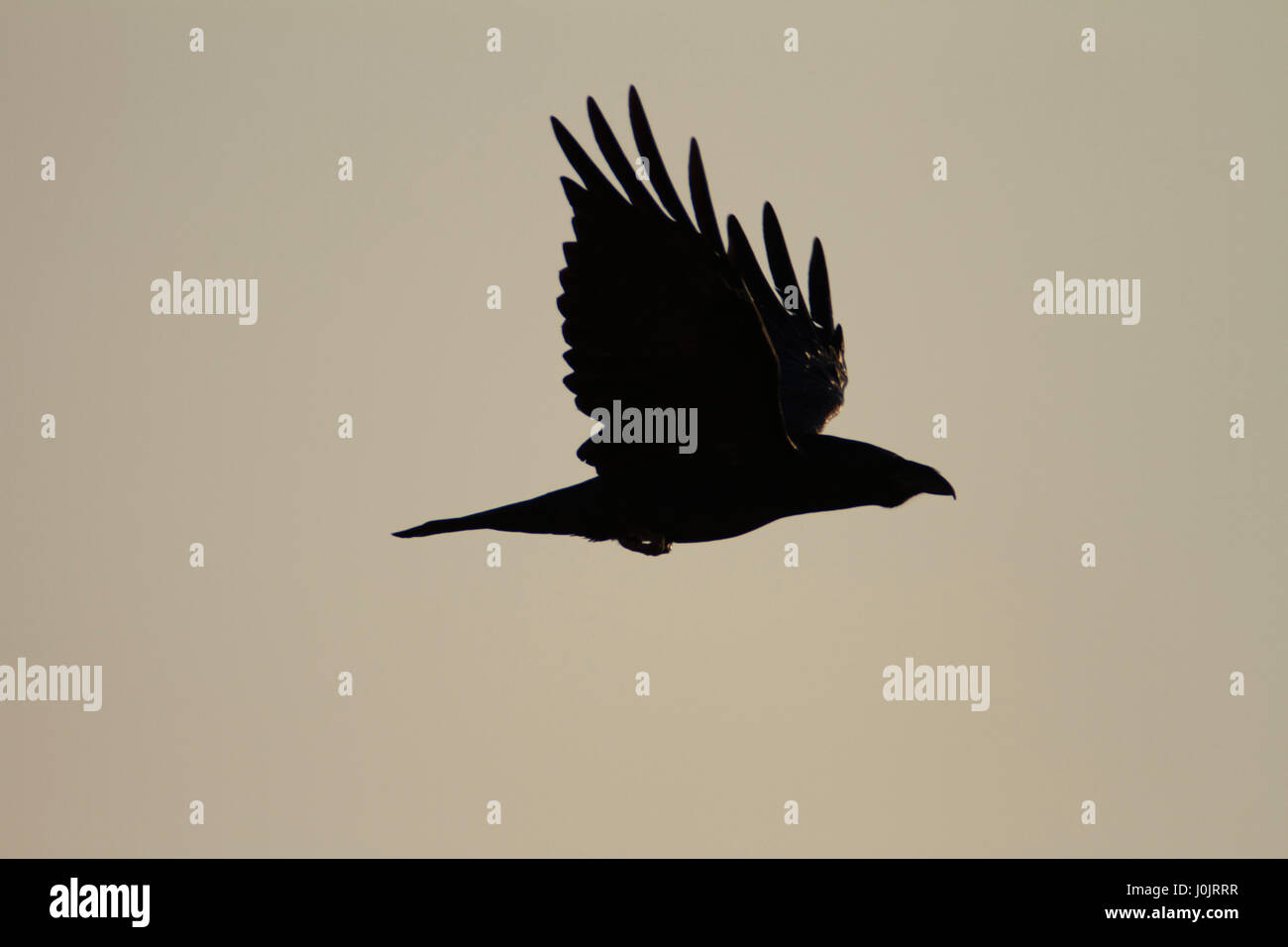 Raven-Silhouette in der Abenddämmerung Stockfoto