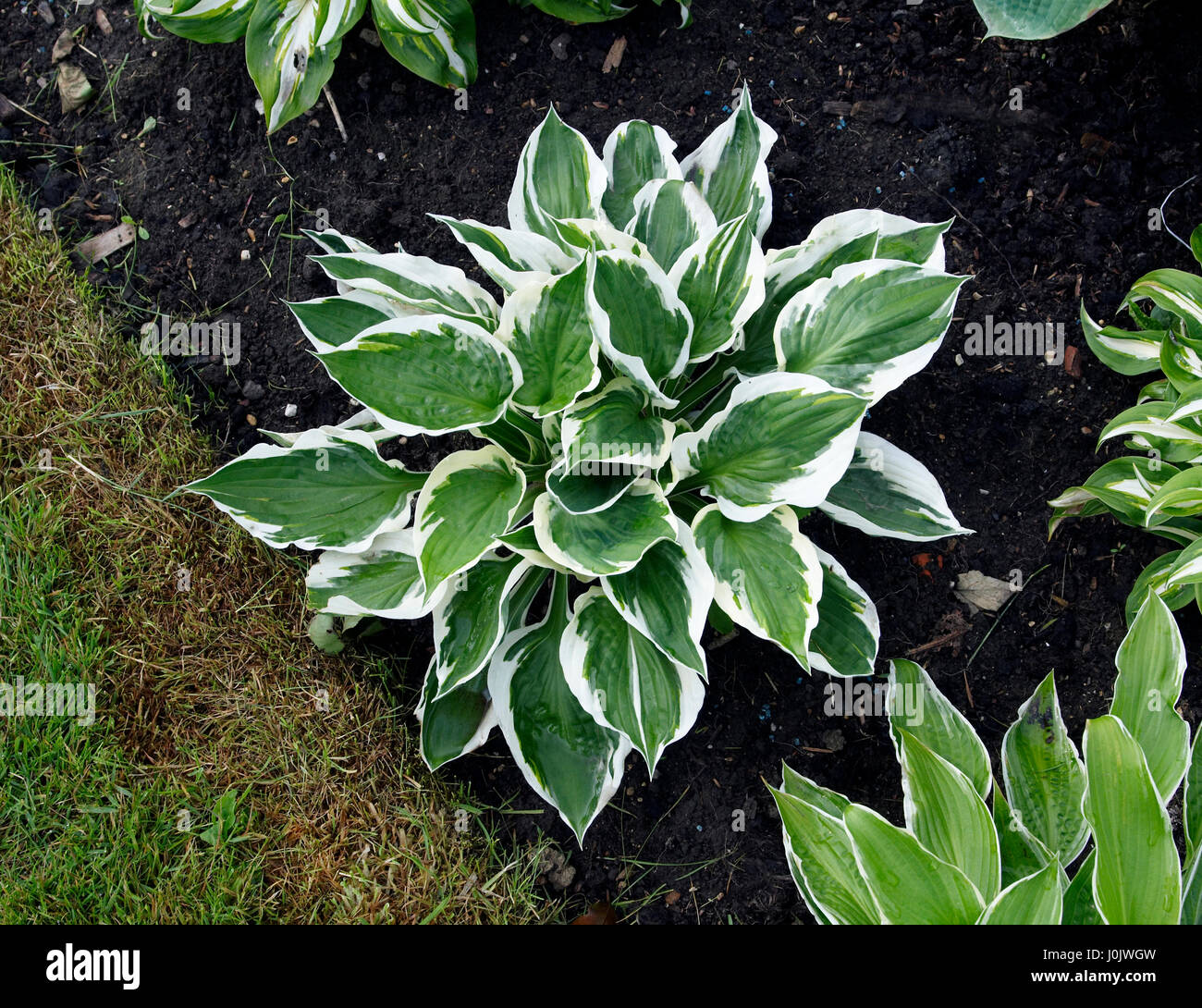 Hosta 'Patriot' Stockfoto