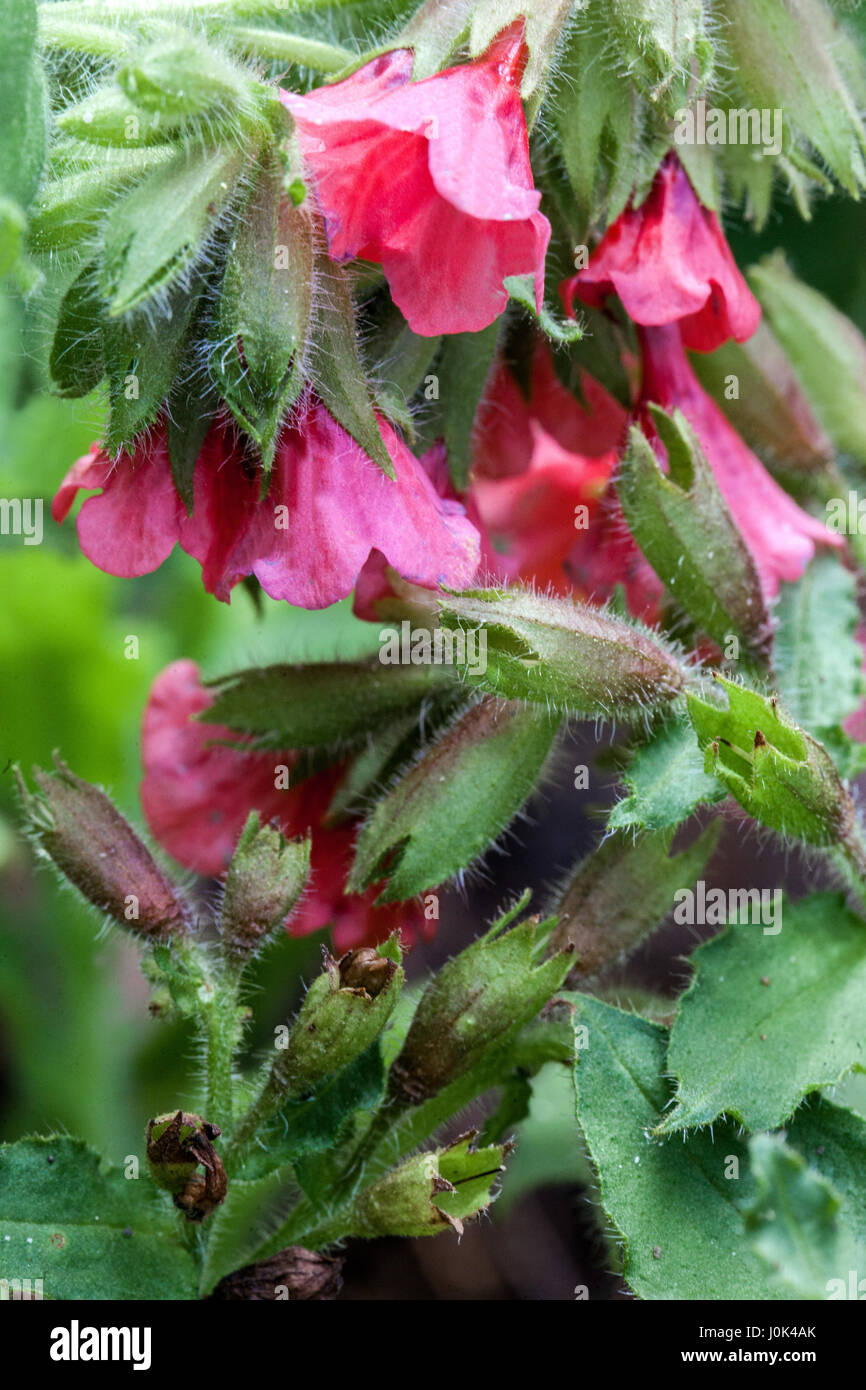 Rote Lungenkraut, Pulmonaria Rubra 'Redstart' in voller Blüte Stockfoto