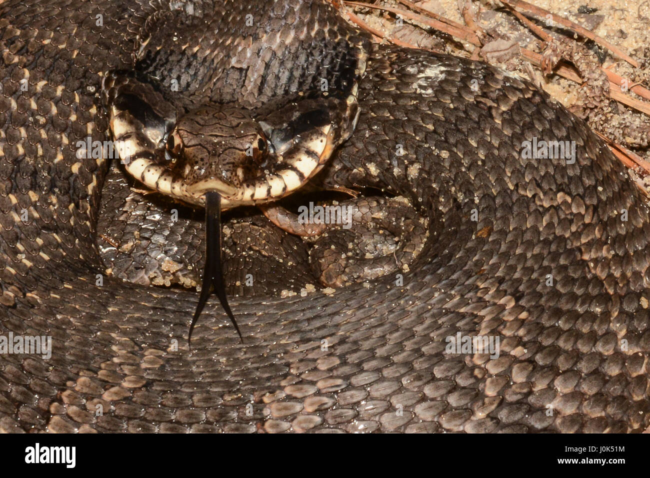 Eine östliche Hognose Schlange zusammengerollt defensiv auf den Boden. Stockfoto