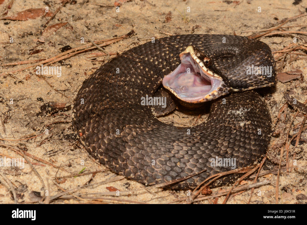 Eine östliche Hognose Schlange zeigt es hinteren Zähne. Stockfoto