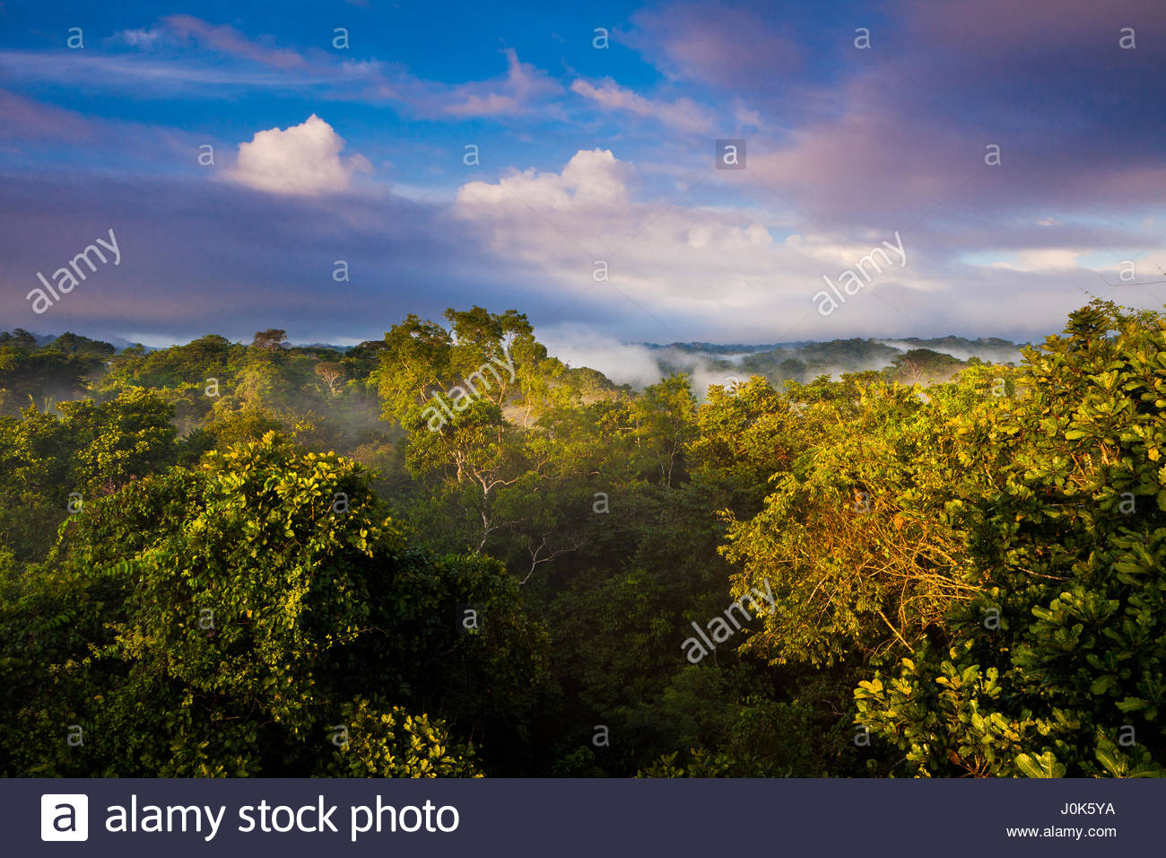 Am frühen Morgen im Regenwald von Soberania Nationalpark, Republik Panama. Stockfoto