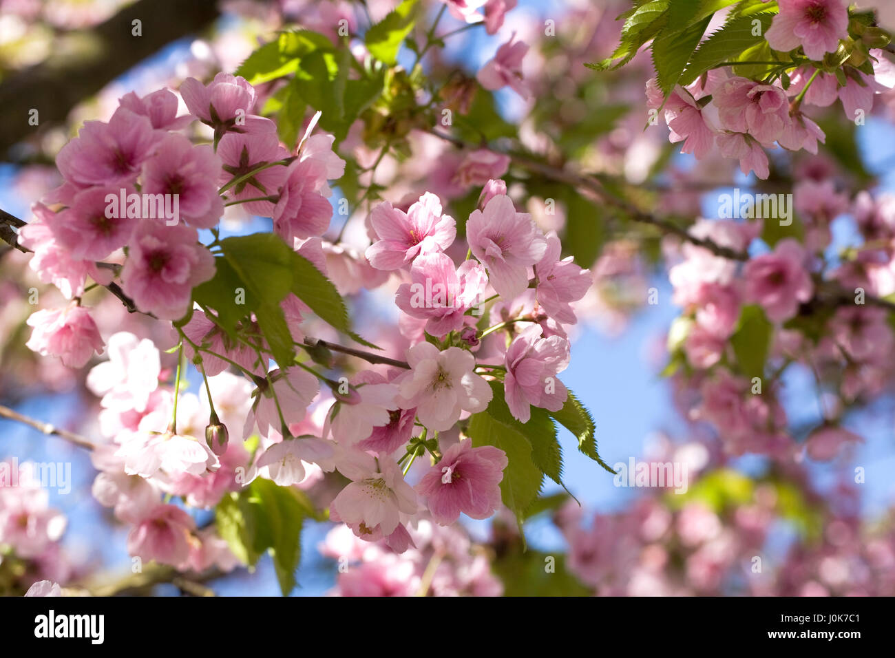 Prunus Matsumae-Mathimur-Zakura Blüte im Frühjahr. Stockfoto