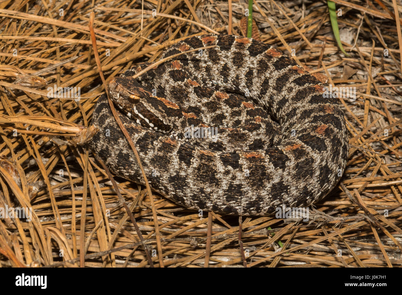 Eine Nahaufnahme von einem Pygmy Rattlesnake am Apalachicola National Forest in Florida. Stockfoto