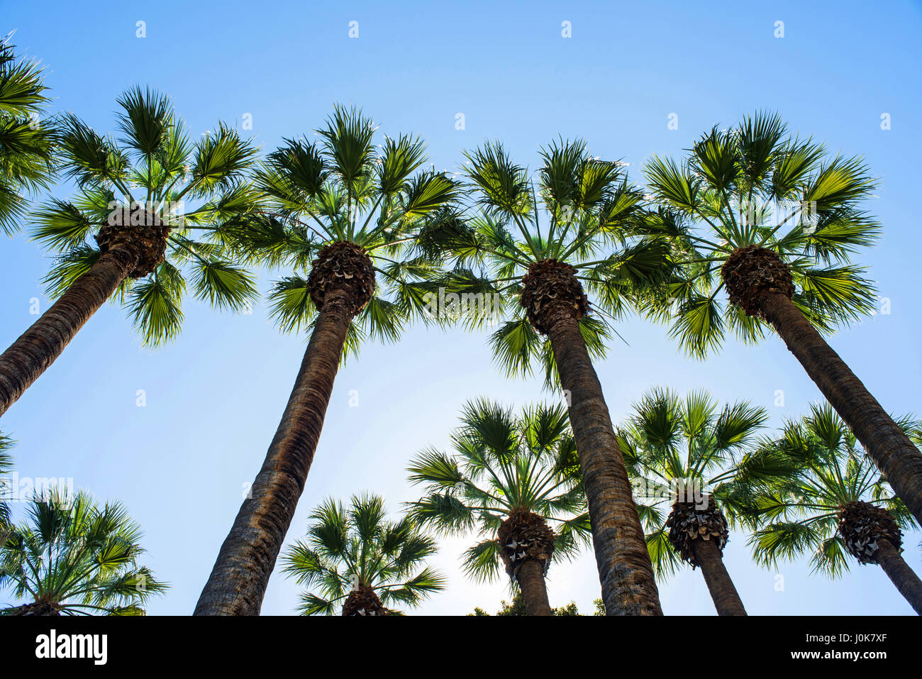 Palmen. Nationalgarten in Athen, Griechenland Stockfoto