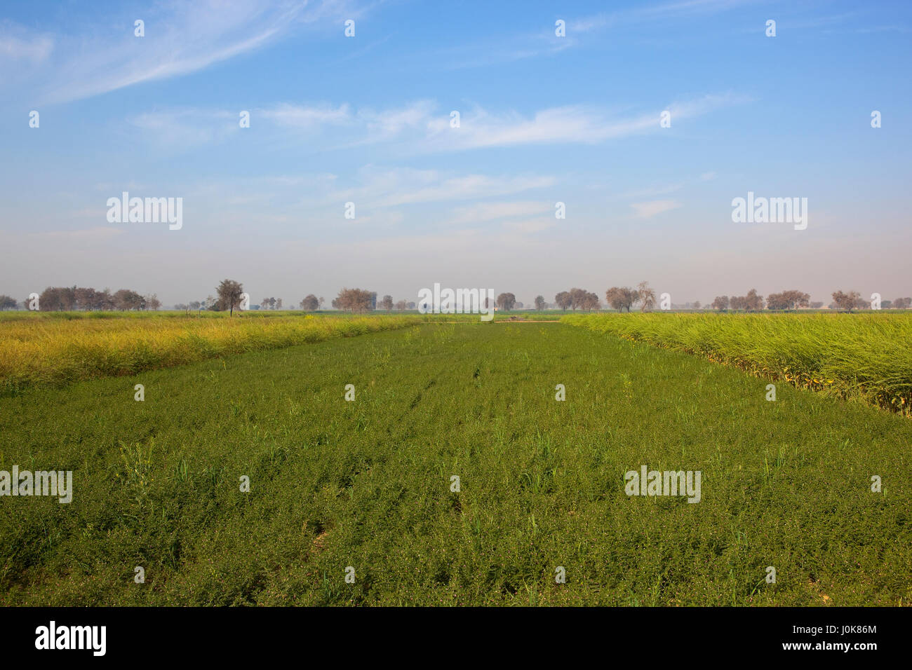 eine grüne Küken Erbse Ernte mit Reifung Senf ernten und Akazien im landwirtschaftlichen Rajasthan bei bewölktem Himmel blau im Frühling Stockfoto