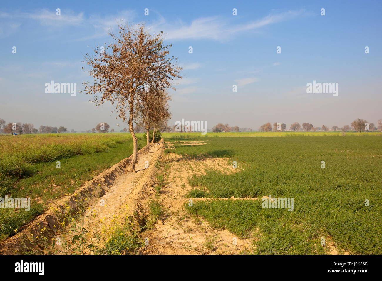 reifende Senf und Küken Erbse Pflanzen auf sandigen Böden mit Akazien in Rajasthan Indien unter blauem Himmel im Frühling Stockfoto