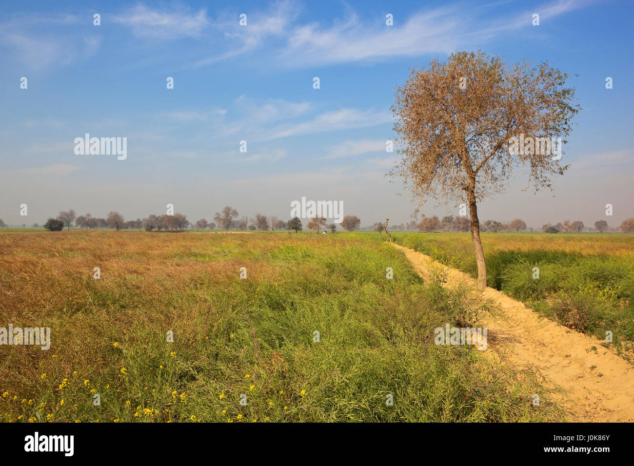 eine Senf-Ernte Reifen mit Akazien und sandigen Boden in Rajasthan Indien bei bewölktem Himmel blau im Frühling Stockfoto