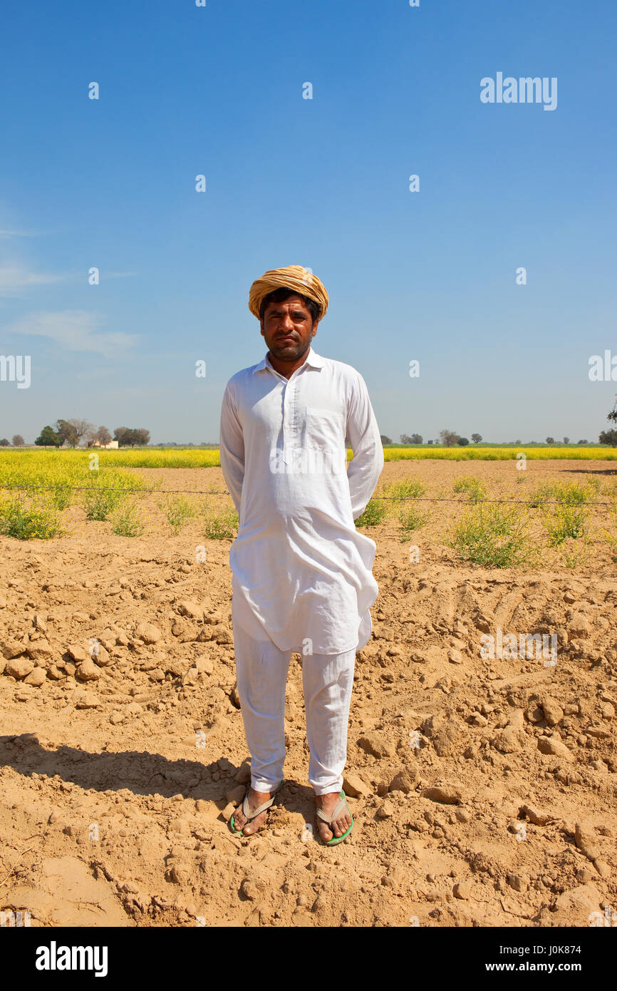 ein junger Rajasthan Bauer mit Turban und weißer Salwar Kameez stehen auf sandigen Böden mit Senf ernten im Hintergrund unter einem strahlend blauen Himmel Stockfoto