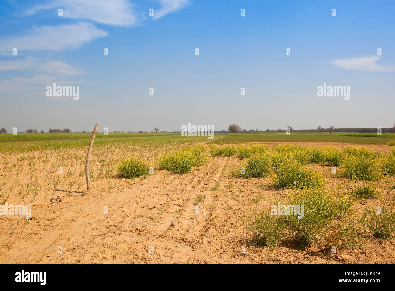 eine sandige Agrarlandschaft in Rajasthan Indien mit Küken Erbse und Senf Kulturen in der Nähe von Akazien bei blau bewölktem Himmel im Frühling Stockfoto