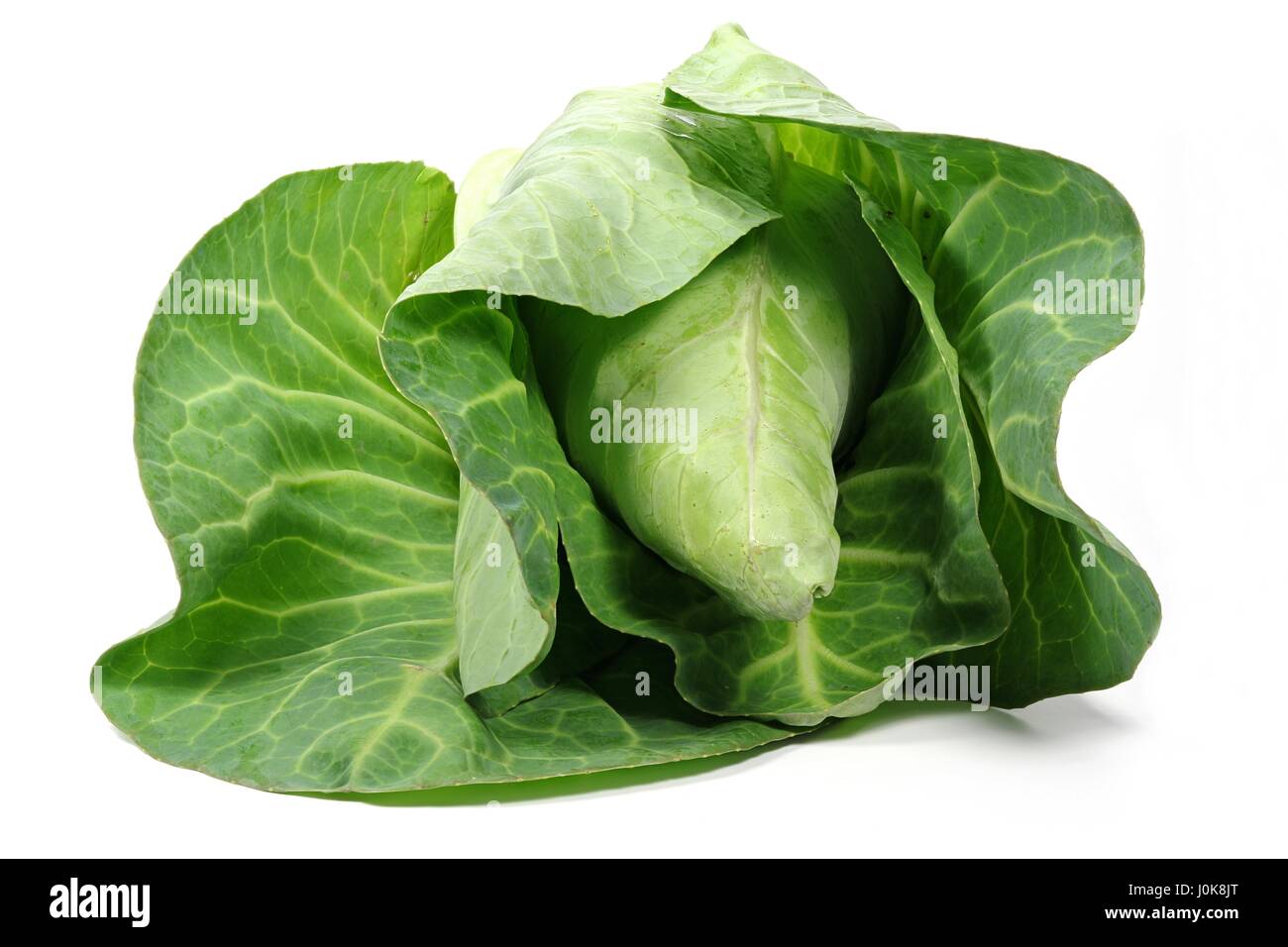 Spitz Kohl aus kontrolliert biologischem Anbau isoliert auf weißem Hintergrund Stockfoto