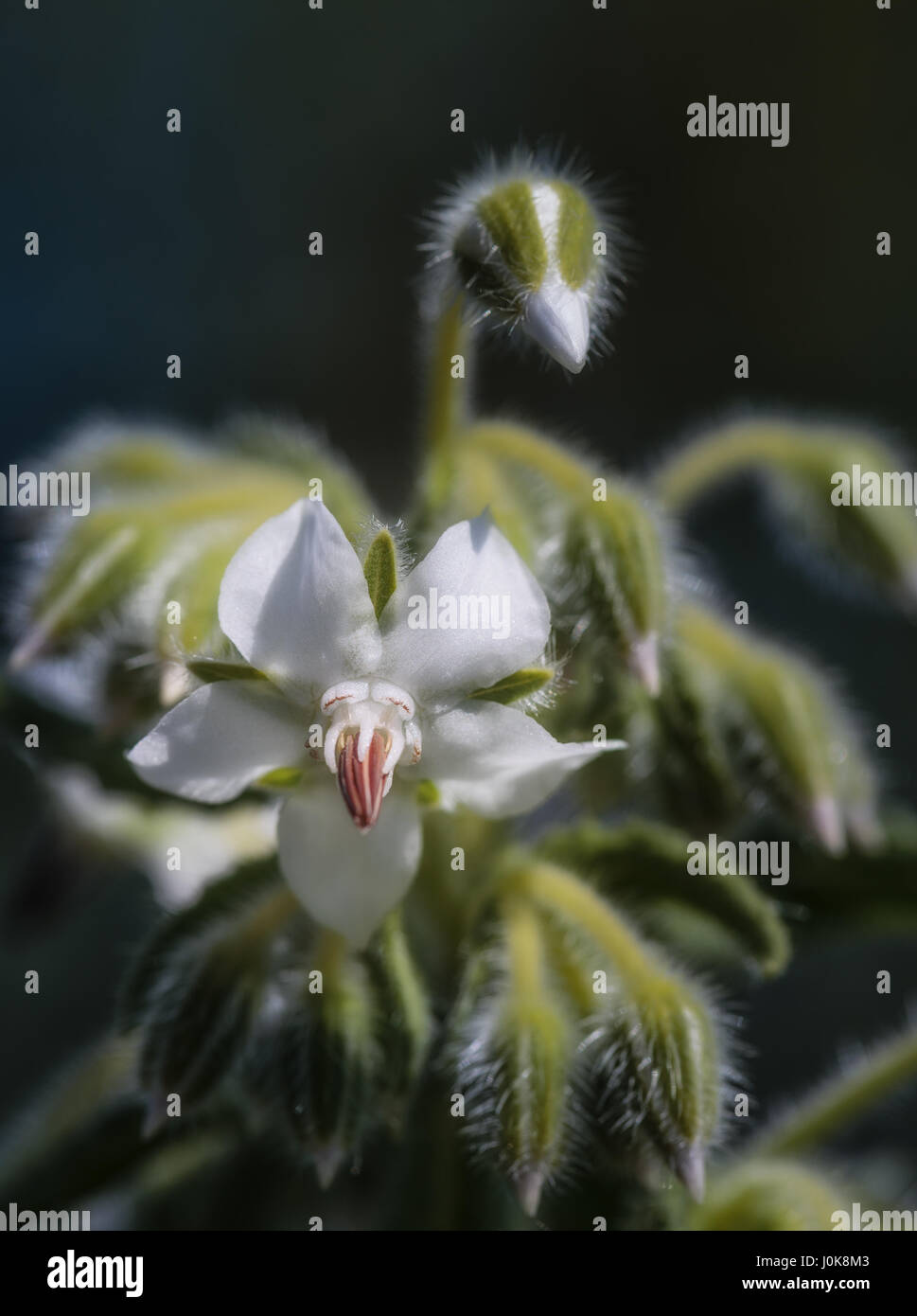 Kleine weiße Blume detail Stockfoto