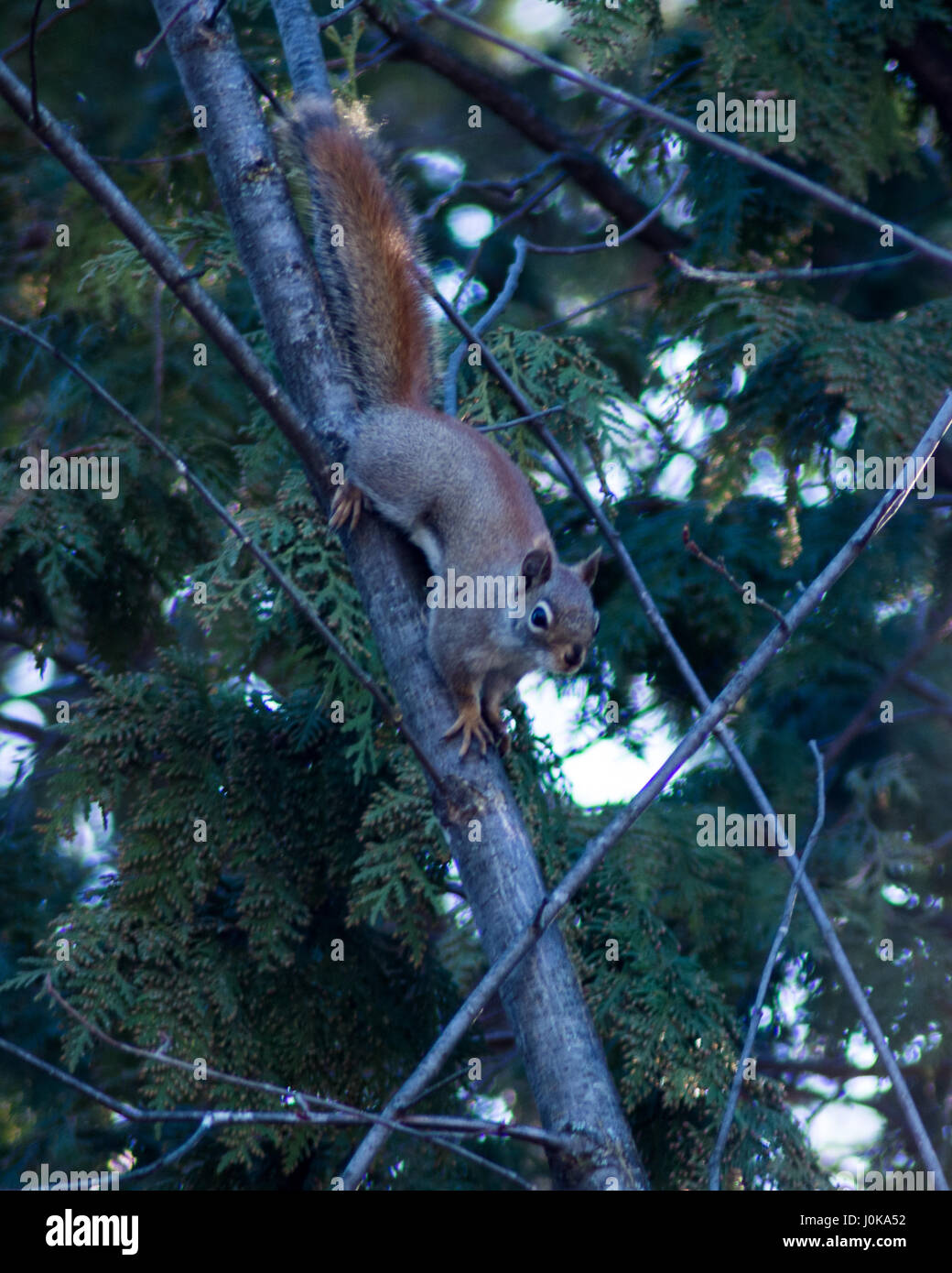 Eichhörnchen in den Bäumen Stockfoto