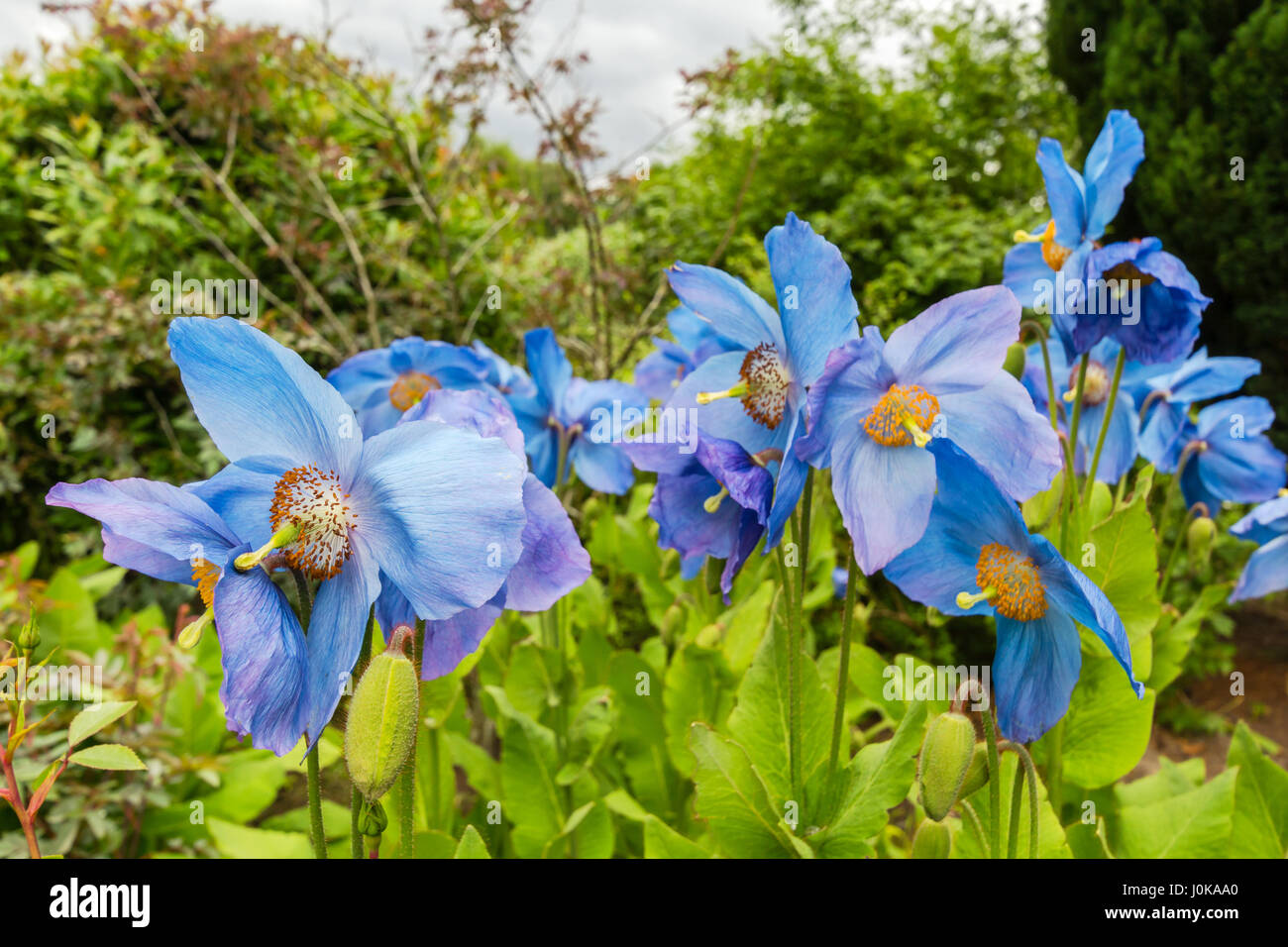 Meconopsis, Lingholm, schönen blauen Mohn im Garten wächst Stockfoto