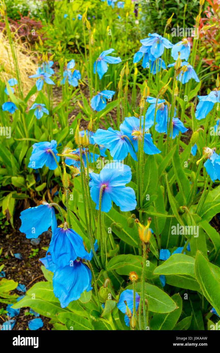 Fertile meconopsis -Fotos und -Bildmaterial in hoher Auflösung – Alamy