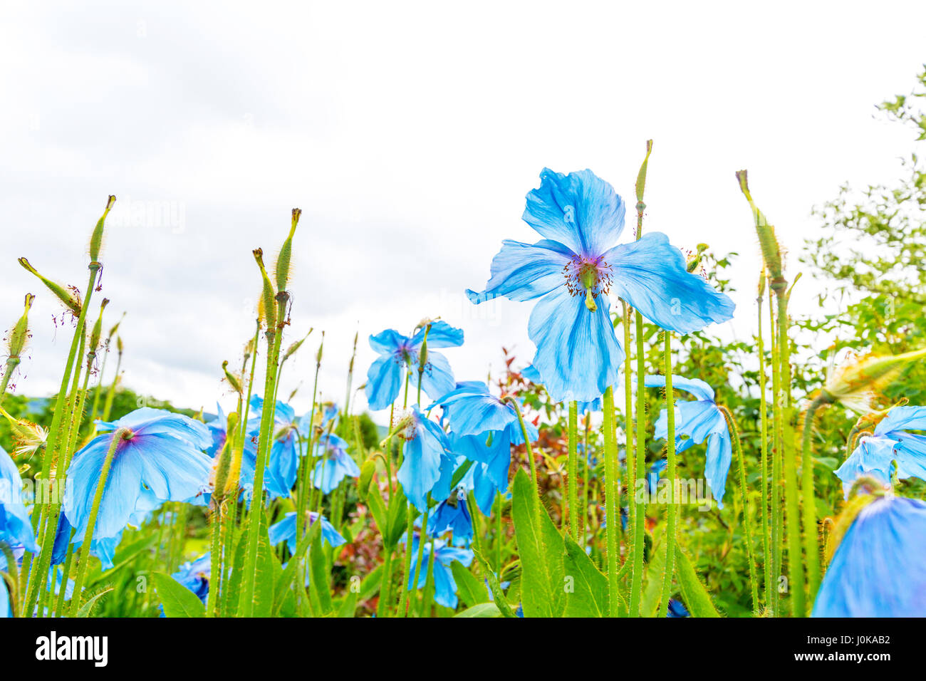 Meconopsis, Lingholm, schönen blauen Mohn im Garten wächst Stockfoto