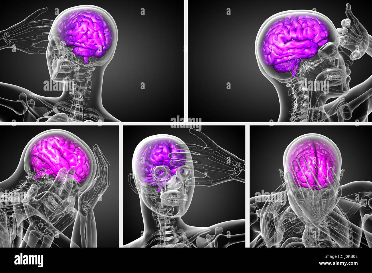 3D-Rendering medizinischen Abbildung des Gehirns Stockfoto