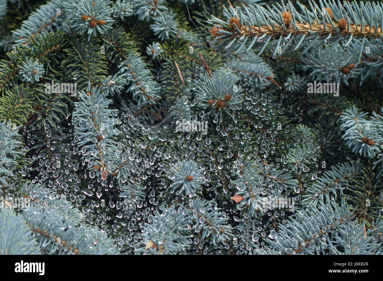 Wassertropfen auf evergreens Stockfoto