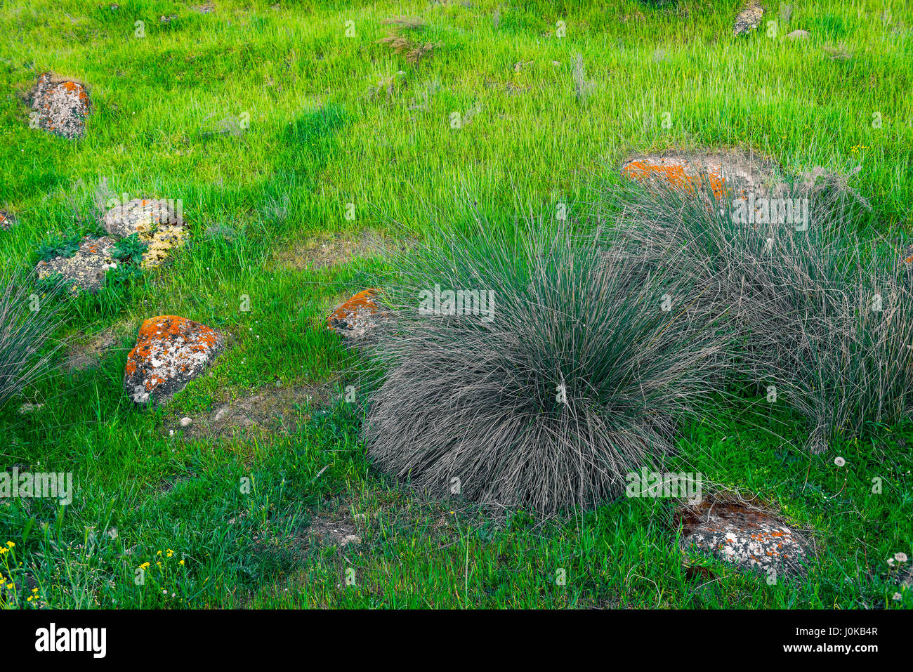 Kap-Rush, exotische Pflanze Stockfoto