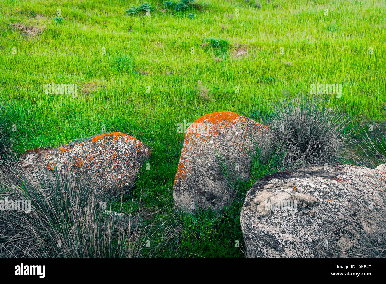 Kap-Rush, exotische Pflanze Stockfoto