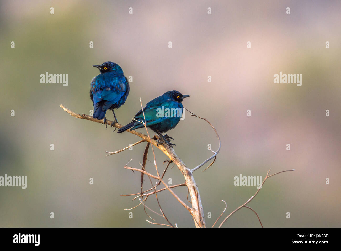 Größer blau-eared glattes-Starling im Krüger-Nationalpark, Südafrika; Specie Glanzstare Chalybaeus Familie von Spottdrosseln Stockfoto